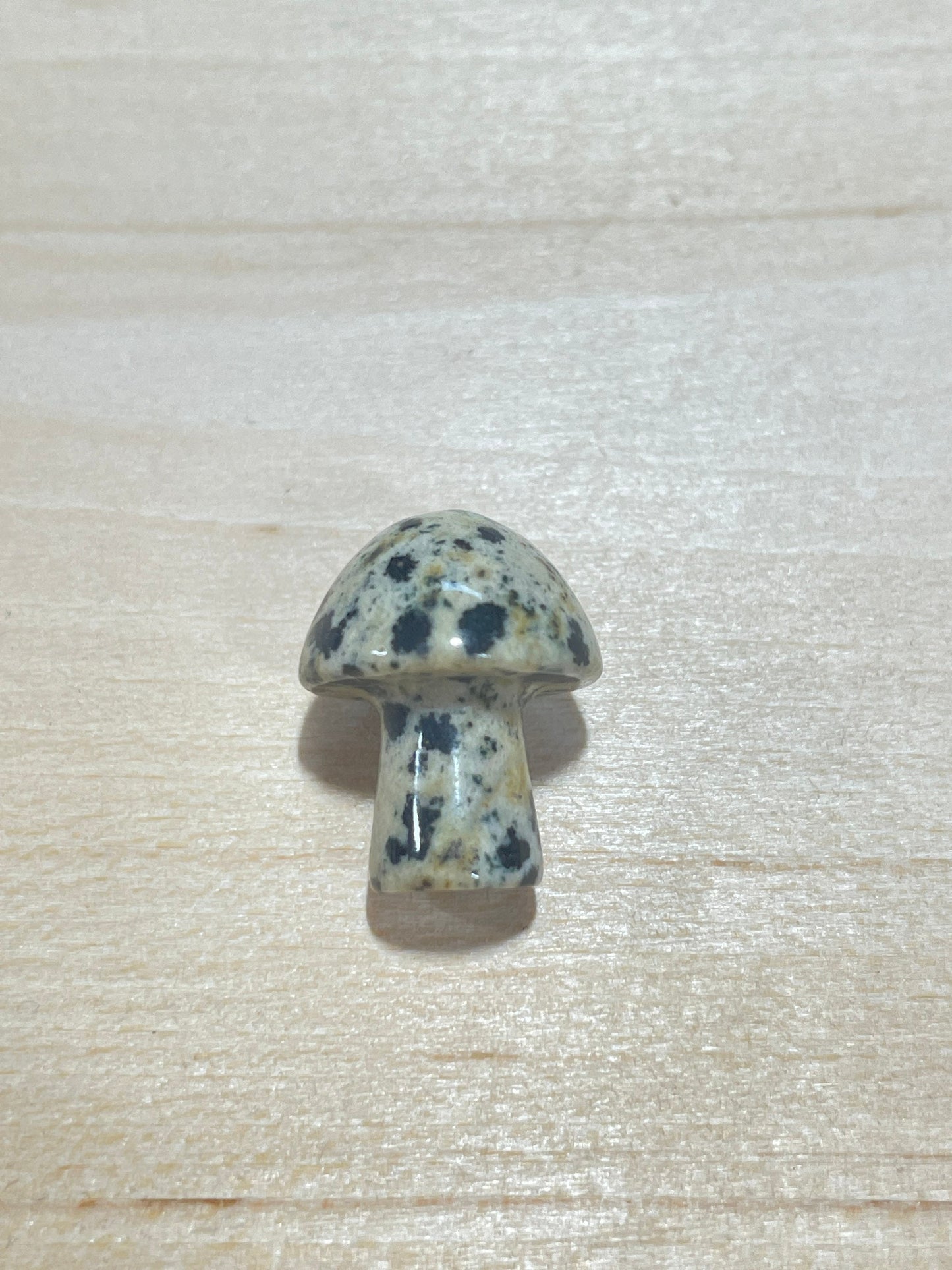 Mini stone mushrooms - mushies