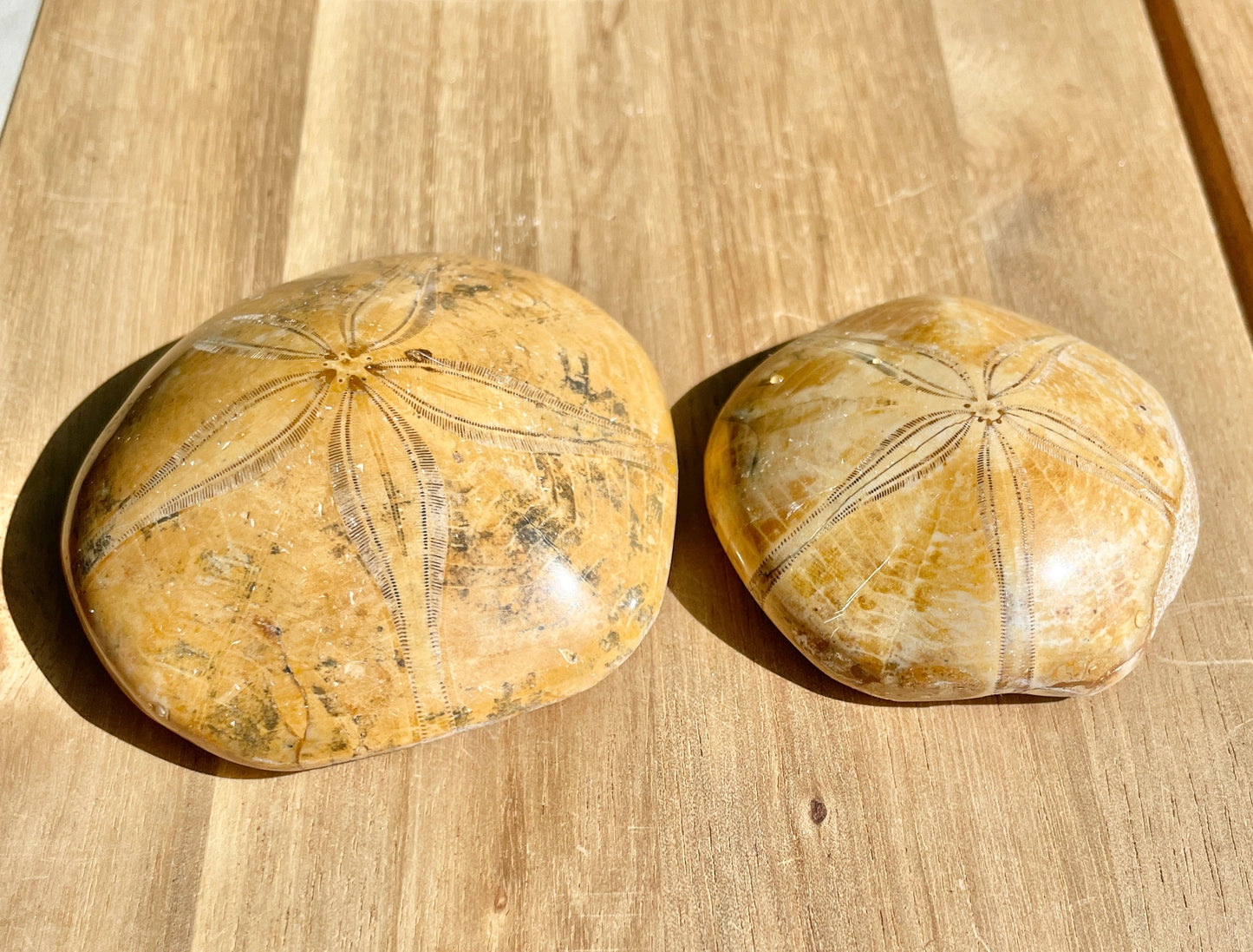 Fossilized Sand Dollar