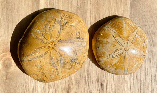 Fossilized Sand Dollar